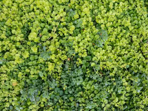 Creeping Jenny
