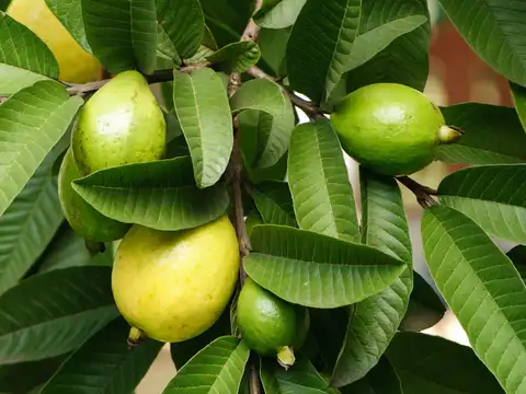 Guava