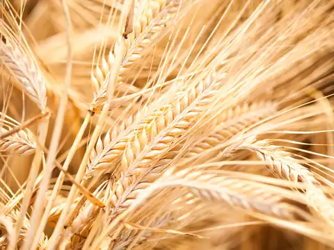 Barley