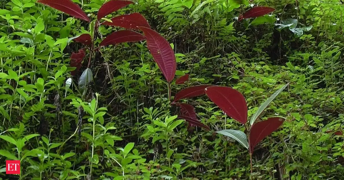 In The Early 1970s Maui Planted Miconia For Its Spectacular Purple Leaves Its Descendants Spread Across East Maui And Th