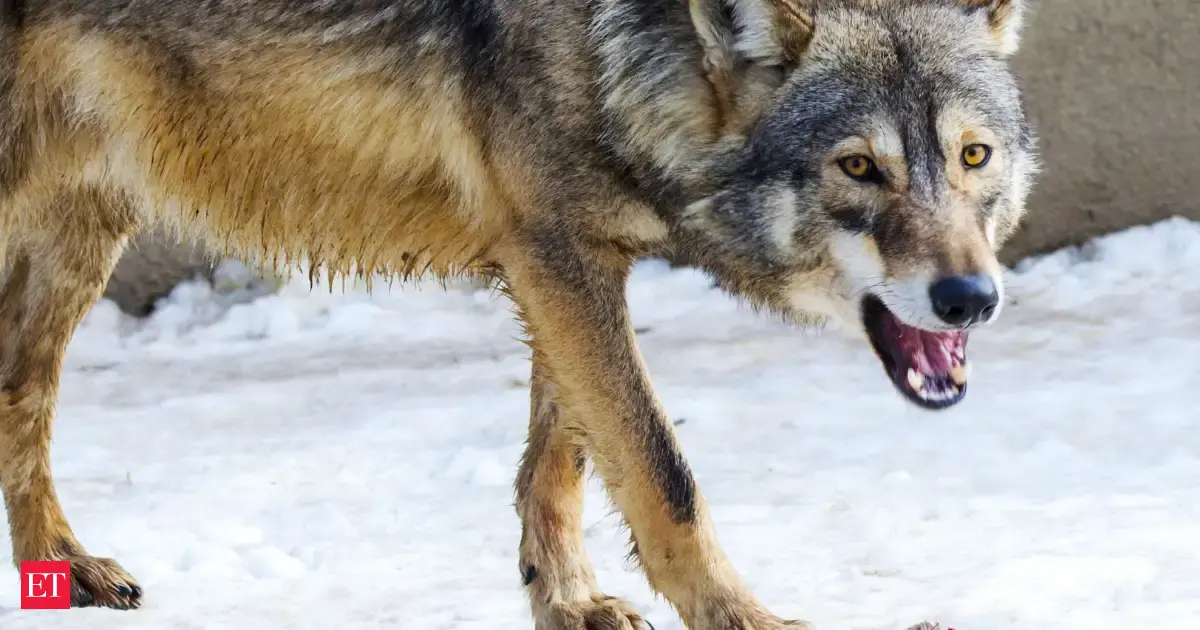 Our ancestors didn't just tame wolves—they formed a 'life-changing' partnership to survive the hunt.