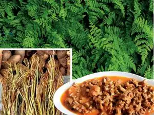 Akur-chi-bhaji and the Ancient Mysteries of Ferns