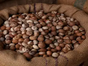Areca nut