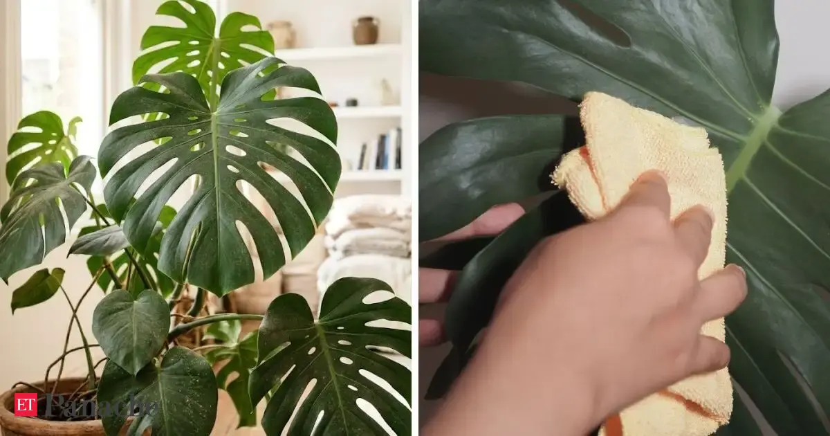 Your Houseplants Leaves May Be Dirtier Than You Think Heres Why Cleaning Them Regularly Matters A Lot