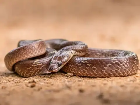 Bannerghatta Biological Park, Bengaluru
