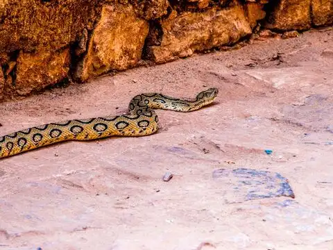  Katraj Snake Park, Pune