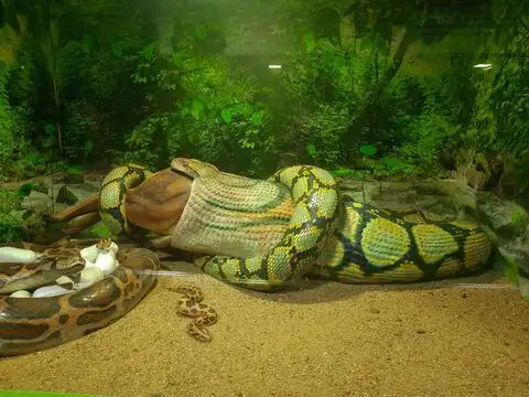 Guindy Snake Park, Chennai