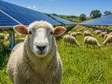 An Australian farmer put sheep beneath solar panels; he reported 15% more wool and green grass surviving through drought