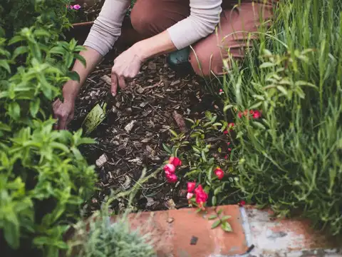 Add Them To Compost Tea For A Nutrient Boost