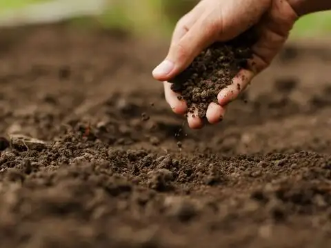 Compost Them To Enrich Garden Soil