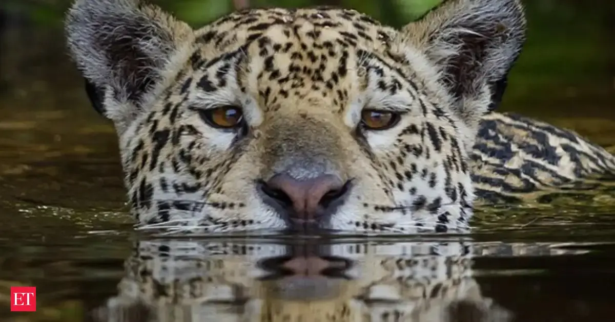 In 1986, a biologist with a severe stutter persuaded Belize to create the world