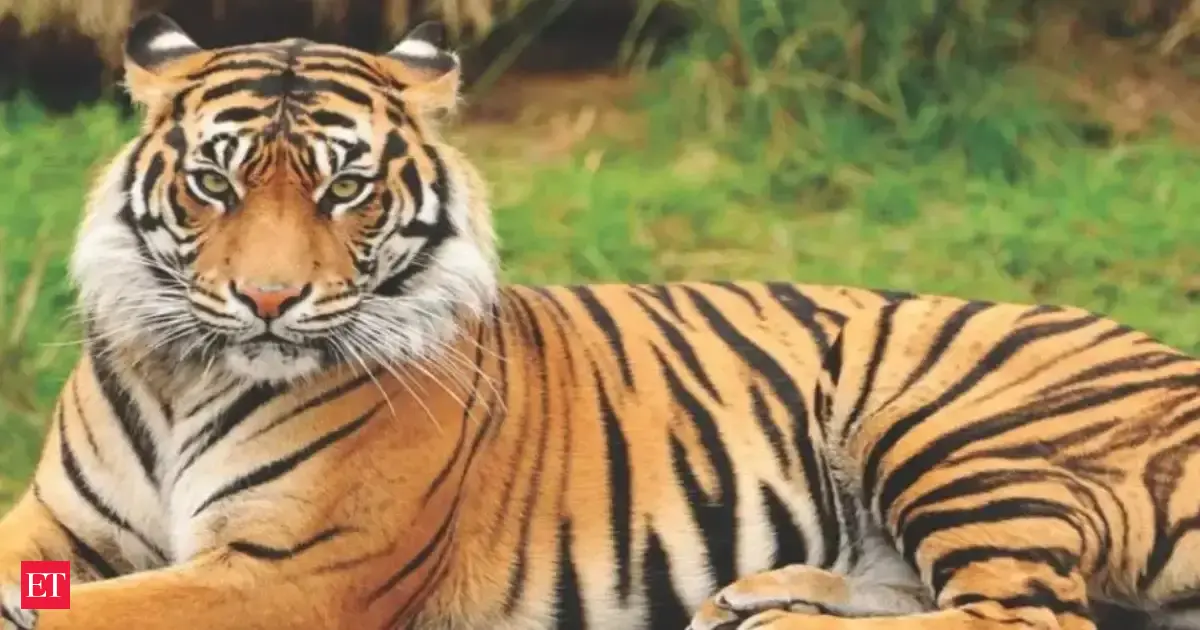 West Bengal to release tiger in Buxa, plant 3 crore mangroves in Sunderbans