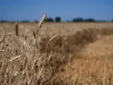 BRICS weighs Russia&rsquo;s grain exchange plan; digital platform for farm produce trade mooted