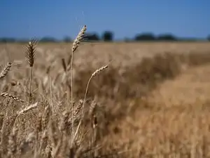 Argentine farmers bag last fields of a dream wheat season