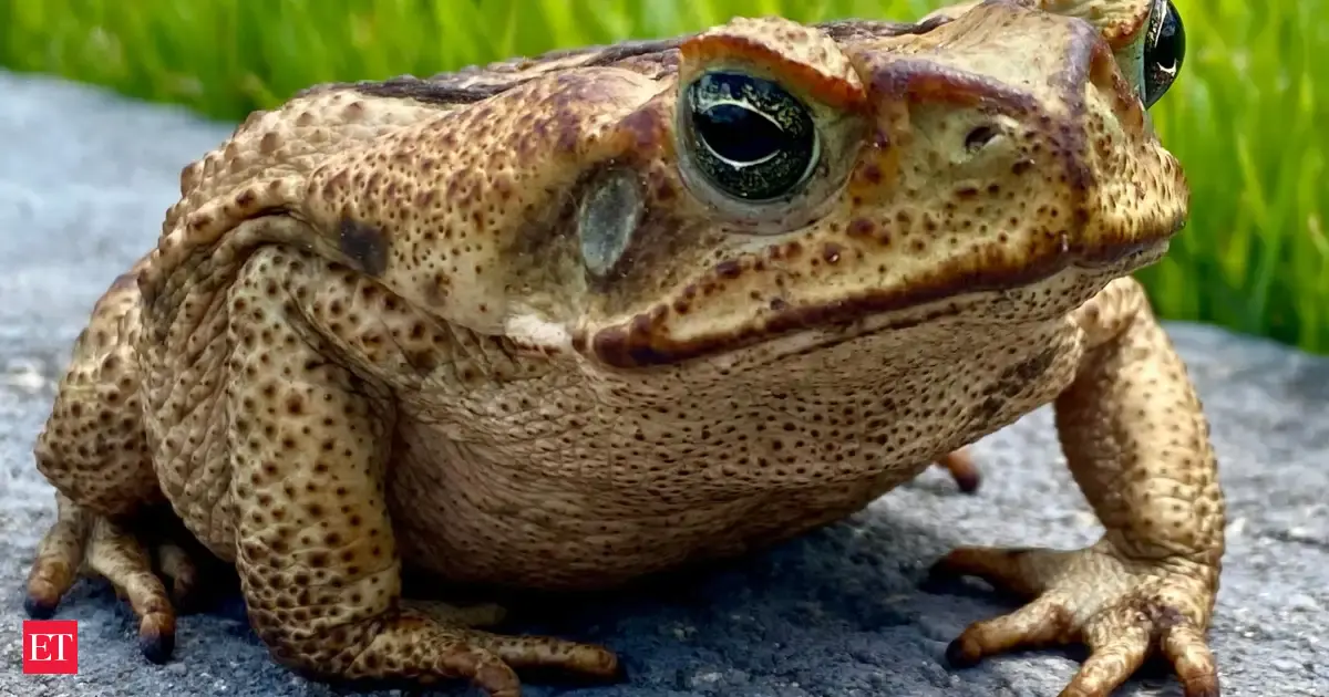In 1978, Japan released just 10 to 15 cane toads on Ishigaki Island; their population likely surpassed 20,000, and native snakes were found dead near the toads﻿