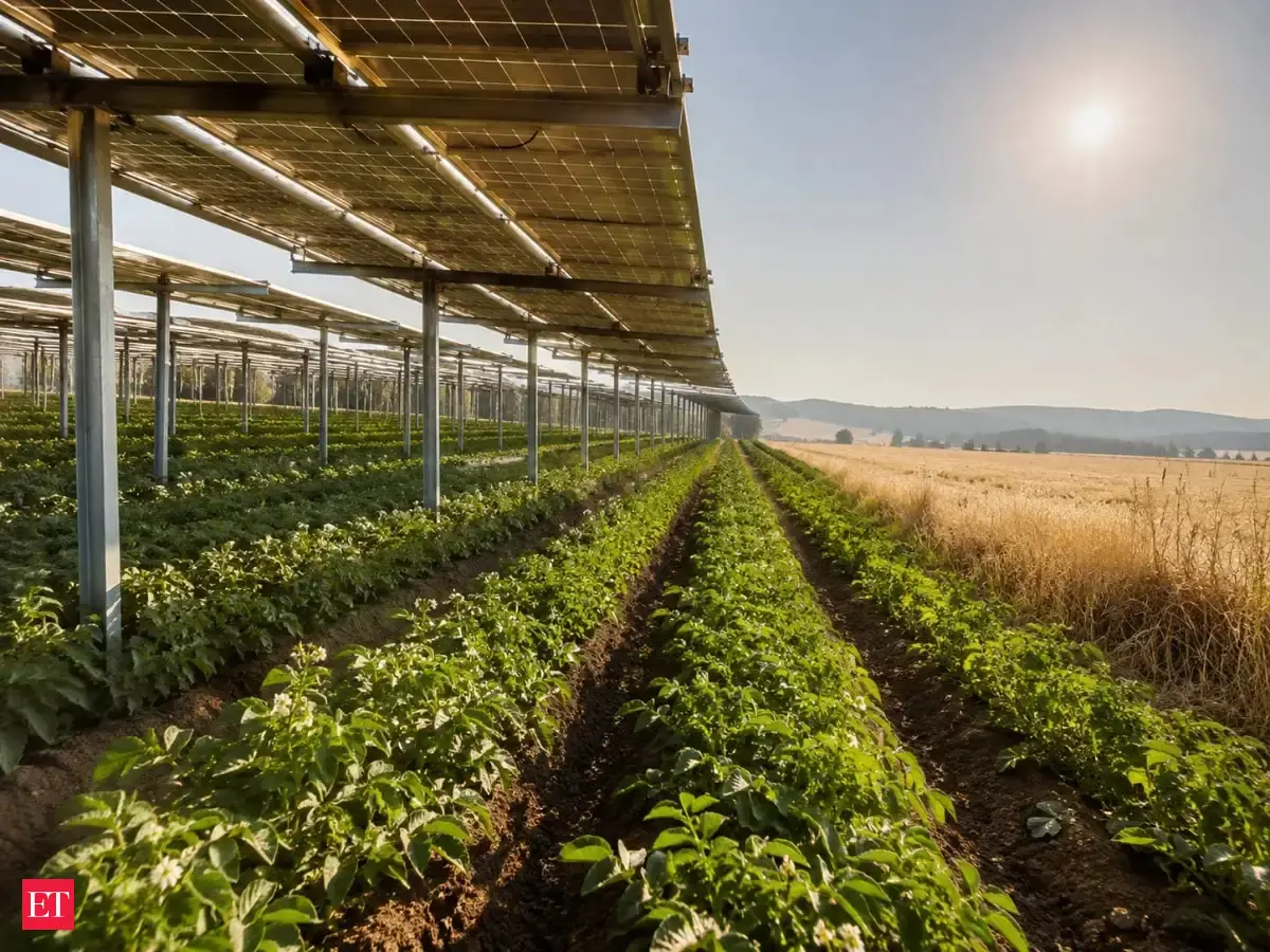 In 2018, Europe’s extreme drought cut crop yields, but potatoes beneath German solar panels produced 11% more