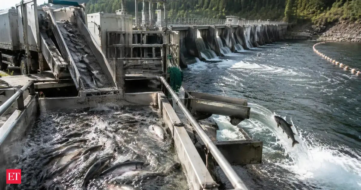 In 2012, PacifiCorp launched a trap-and-haul program to move adult salmon upstream past Merwin Dam. 14 years later, rese