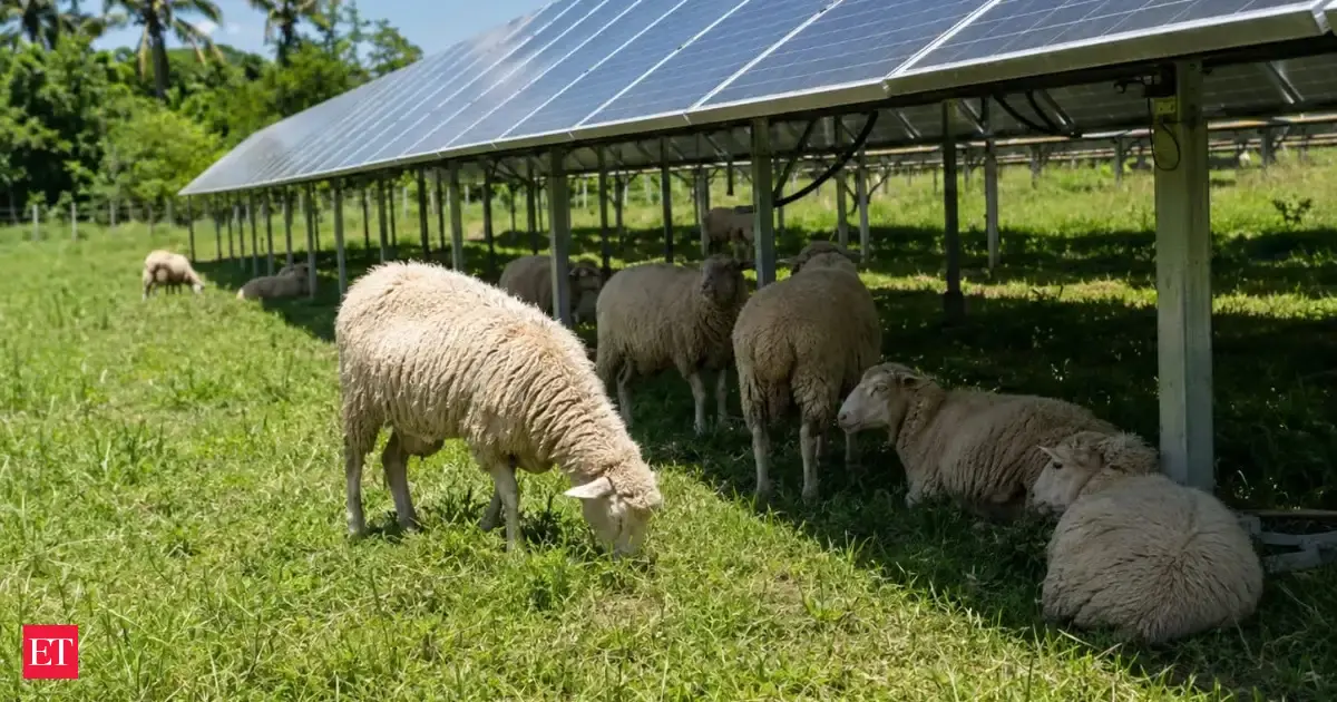 In a 2023 Brazilian study, sheep under photovoltaic panels experienced 30% less radiant heat and up to 8°C lower wool-surface temperatures