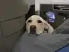 son-fucking-mom-and-dog-porn-sex-stories-latest-news-videos-photos