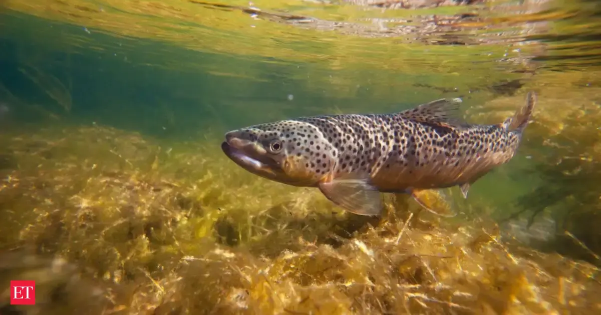 In 1990 Utah Officials Killed More Than 99 Of The Fish In A 17000 Acre Reservoir Years Later It Became A Top Trout Fishe