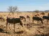 donkey welfare: Latest News & Videos, Photos about donkey welfare | The ...