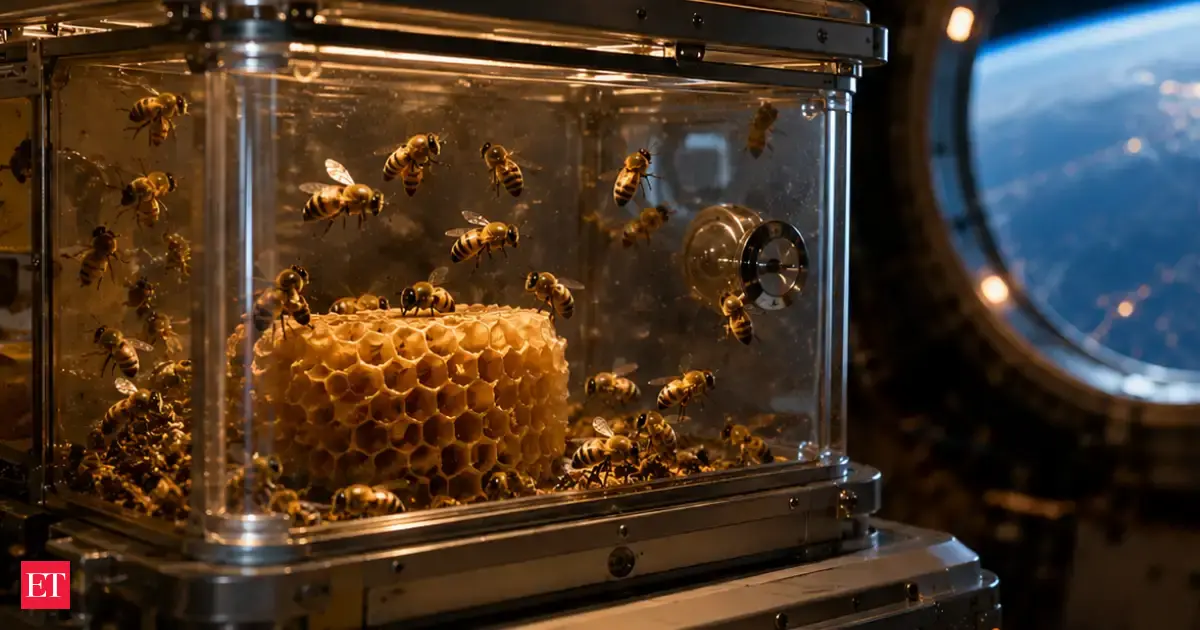 building without gravity; the colony built about 30 square inches of honeycomb