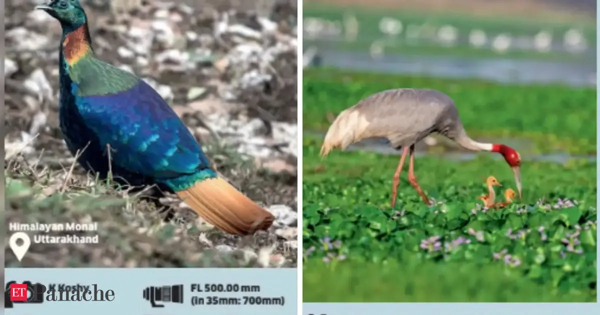 Why more Indians are taking up birdwatching: The hobby that can calm your mind and sharpen your brain