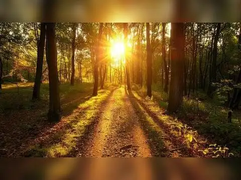 ​Sunshine Pictures​