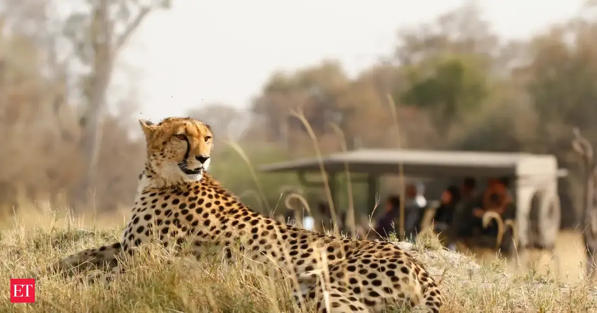 In 1997, couple started with 11 farms; decades later, their 67,000-acre reserve is home to more than 60 mammal species