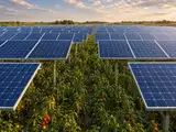 In 2022&ndash;2023, Bar-Ilan University grew tomatoes between 24 tracking solar modules; the most shaded rows saw fruit yields fall by up to 57%