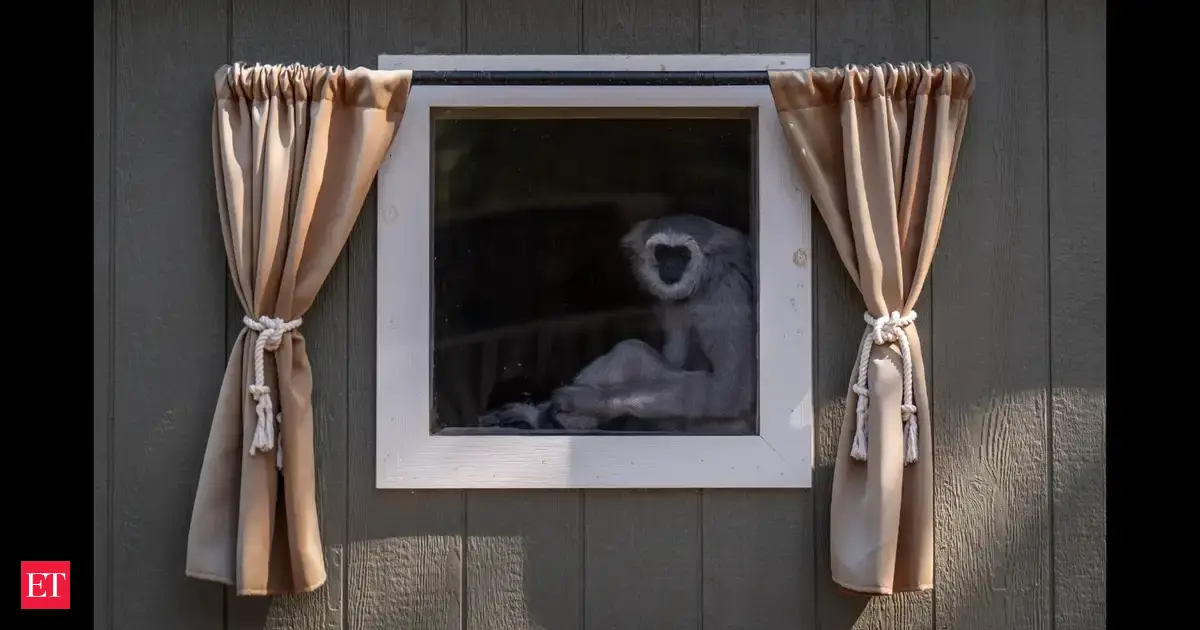50 years ago, small centre for animals was set up in hills of Santa Clarita Valley, outside Los Angeles, today globally recognized institutions look after rare, endangered gibbons