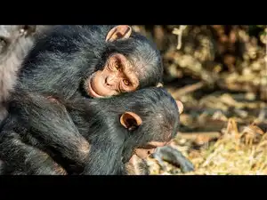 Two juvenile male chimpanzees hugging each other