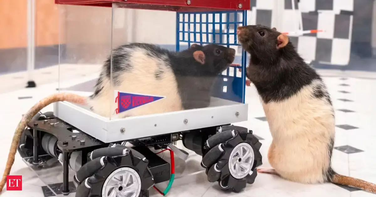 In 2019, rats drove handmade cars at the University of Richmond, steering left, right, or straight to reach Froot Loops in a complex test﻿