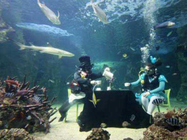 Underwater morning tea at Sydney Aquarium