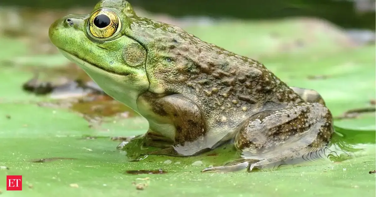 How 1920s Arizona Bullfrogs Became a Threat to Native Gartersnakes