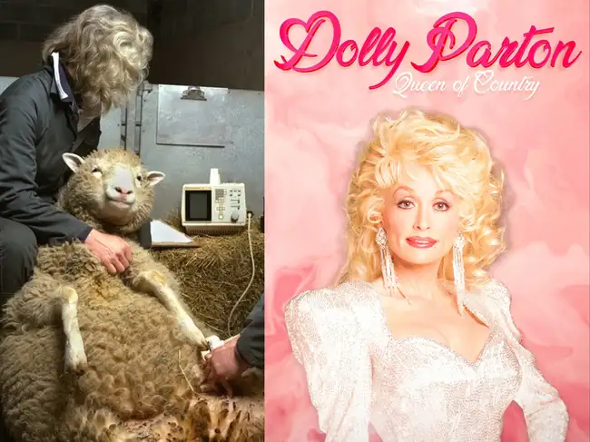 Dolly the cloned sheep was named after Dolly Parton