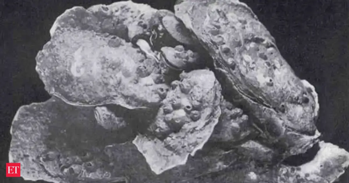 In Texas, oyster-shell waste became reef “shell bags”; along Galveston Bay, the new shell reefs supported living oysters and helped stabilize shorelines