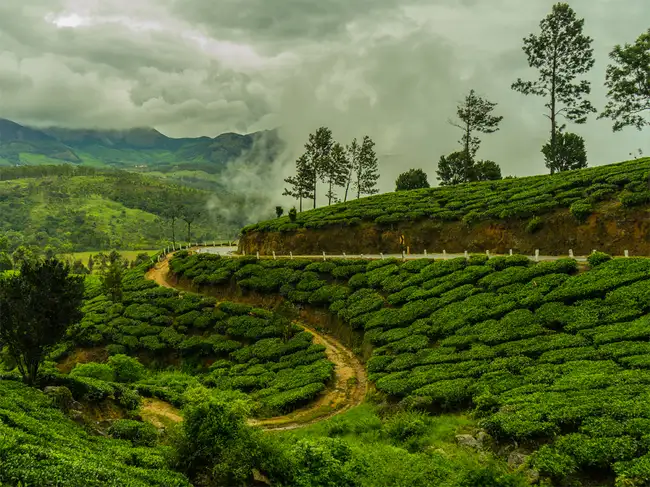 tea-garden