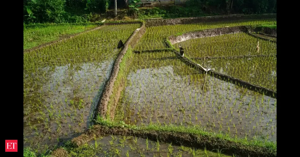 In 2000, UC Irvine led a 2-season study of rice paddies, finding crops emit ozone-depleting gases. Years later, the research still shows rice farming contributes 5% of atmospheric methyl iodide globally today