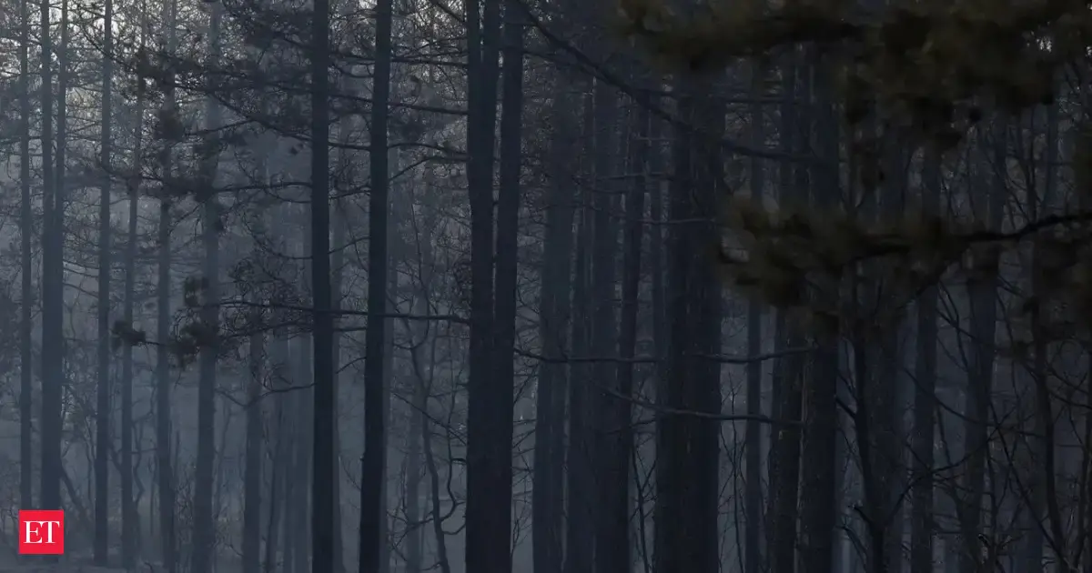 Why are some mountain trees moving downhill as the planet warms? Scientists may have an answer