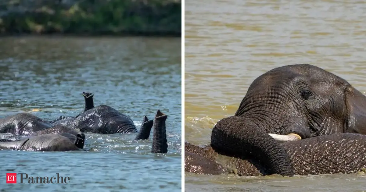 Nepal flash floods dragged five elephants into raging currents. Three adult jumbos refused to abandon the calves. IAS officer shares how they saved the young ones