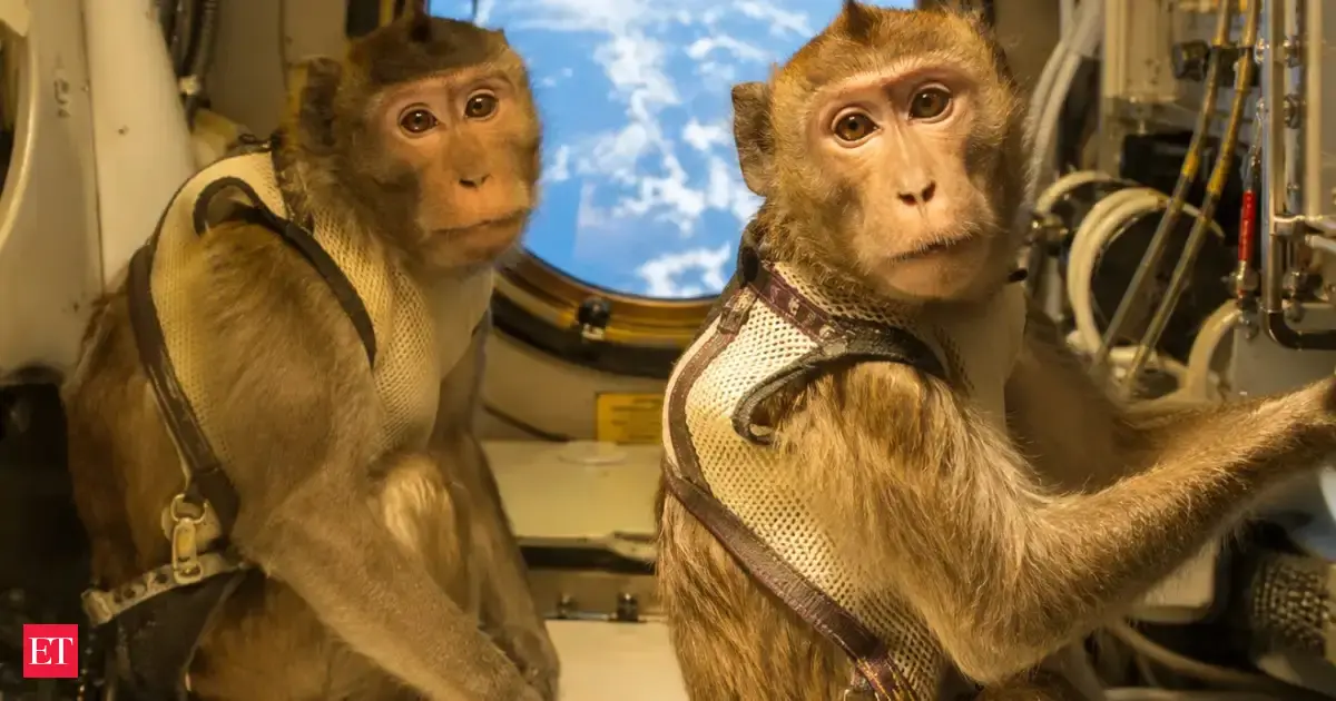 In 1952, Patricia and Mike rode an Aerobee 36 miles up at 2,000 mph; both monkeys returned safely after scientists compa