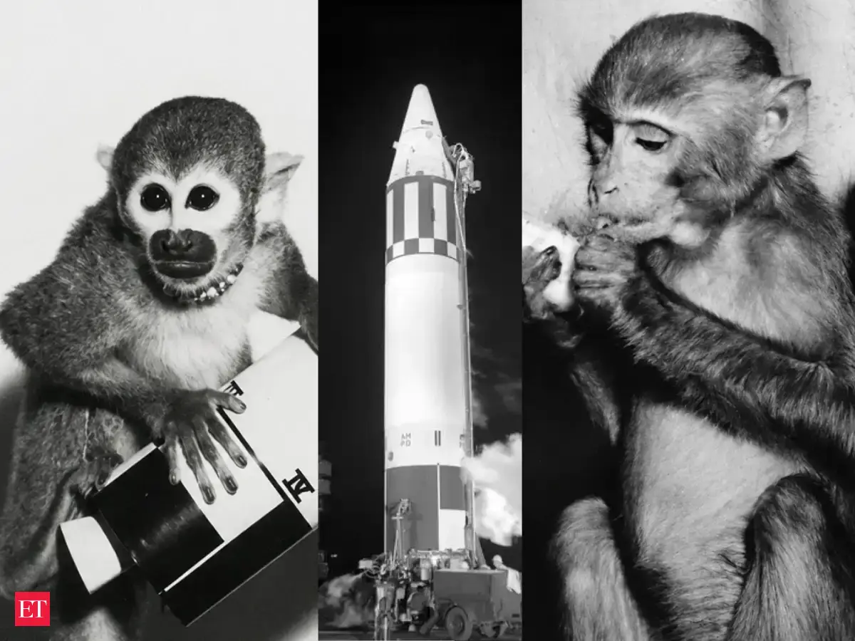 In 1959, Able and Baker survived a 300-mile Jupiter rocket flight; Able died during surgery four days later, while Baker lived to 27