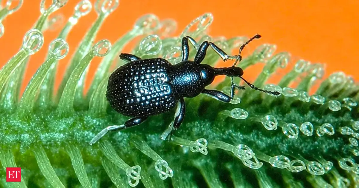 USDA Biological Control Program Suppresses Invasive Giant Salvinia in Gulf Coast Waterways