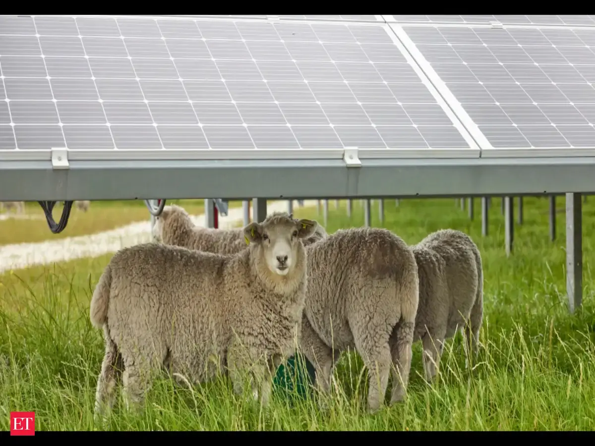 Lambs grazing under an Oregon solar farm had 38% less grass than those in an open field, yet gained the same weight as shade made the pasture more nutritious