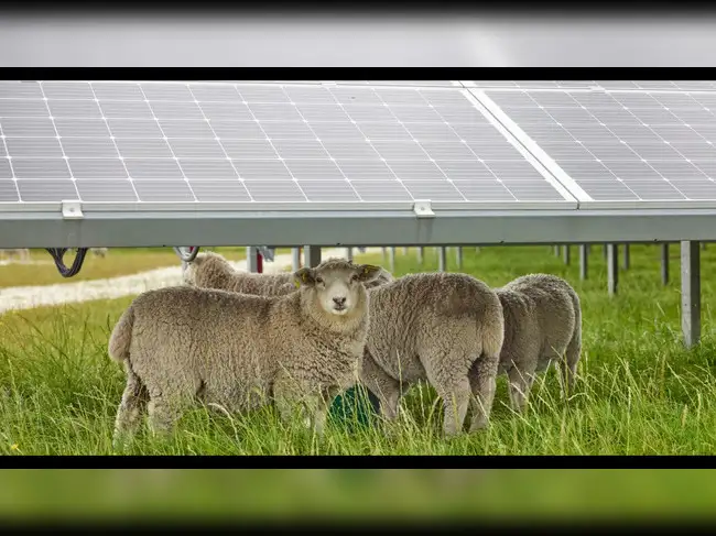 Lambs grazing under an Oregon solar farm had 38% less grass than those in an open field, yet gained the same weight as shade made the pasture more nutritious<br><br>