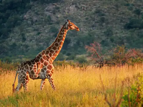 South Africa
