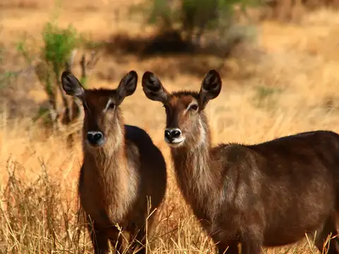 Tanzania