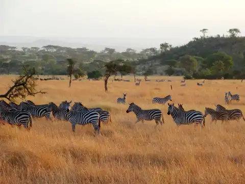 Kenya