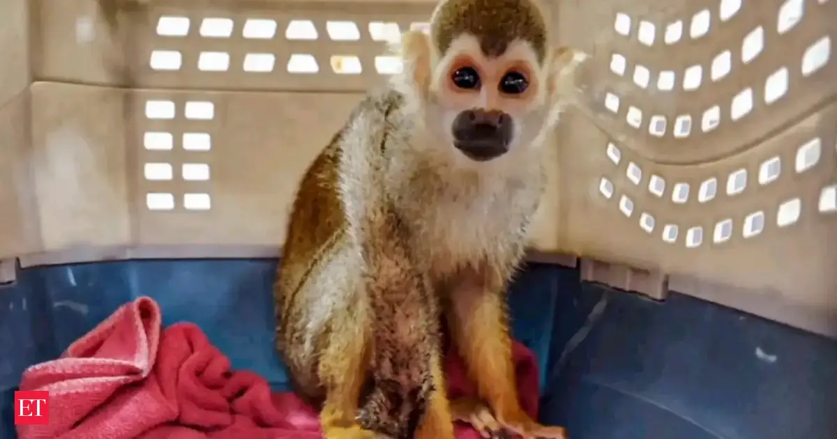 A 1.5-pound squirrel monkey named Goliath was launched into space in 1961; 35 seconds later, his Atlas E rocket was destroyed